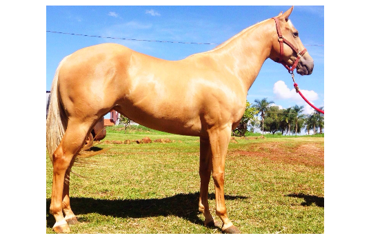SHAKIRA TUNDRA